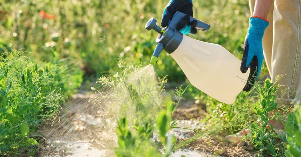 controle de pragas em Fortaleza